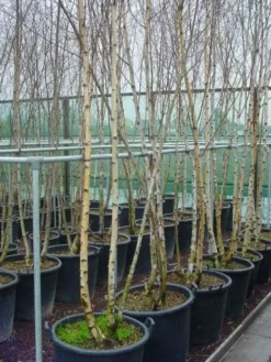 Meerstammige Berk (Betula Pendula) -Planten Verkoopwinkel 041betulapendulameerstammmig 4