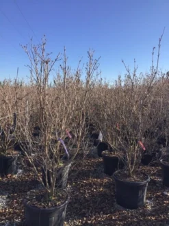 Kornoelje (Cornus Kousa 'Schmetterling') -Planten Verkoopwinkel 12