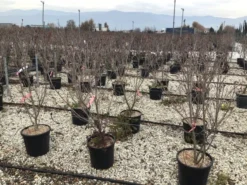 Kornoelje (Cornus Kousa 'Schmetterling') -Planten Verkoopwinkel 13 1