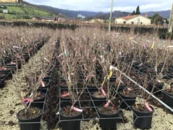 Kornoelje (Cornus Kousa 'Schmetterling') -Planten Verkoopwinkel 14 1
