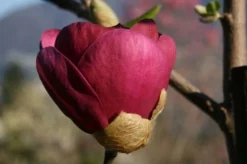 Beverboom (Magnolia 'Black Tulip') -Planten Verkoopwinkel 140666 1 m black tulip 385