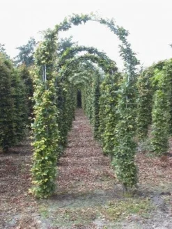 Groene Beukenboog (Fagus Sylvatica )