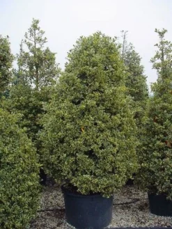 Hulst (Ilex Aquifolium 'Silver Queen') -Planten Verkoopwinkel 162ilexaquif.silverqueen 5