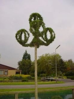 Lantaarnringen (Ligustrum Delavayanum)