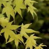 Japanse Esdoorn (Acer Palmatum 'Aoyagi')