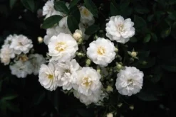 Miniklimroos (Rosa 'Guirlande D'Amour') -Planten Verkoopwinkel 20060518173342 1