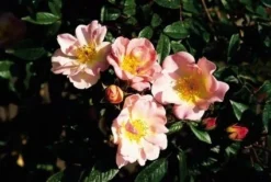 Miniklimroos (Rosa 'Open Arms') -Planten Verkoopwinkel 20060522130052 1