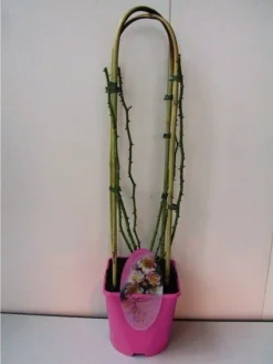 Bestsellers -Planten Verkoopwinkel 20060522130109 1