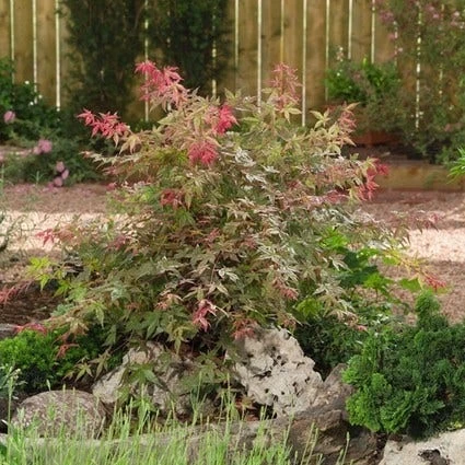 Japanse Esdoorn (Acer Palmatum 'Beni-maiko') 2 Japanse Esdoorn (Acer Palmatum 'Beni-maiko') - Afbeelding 2