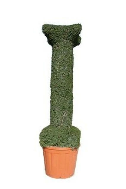 Colonna (Ligustrum Delavayanum) 1 Colonna (Ligustrum Delavayanum)