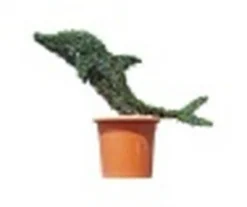 Baby Dolphin (Ligustrum Delavayanum)