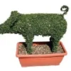 Pig (Ligustrum Delavayanum)