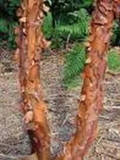 Papieresdoorn (Acer Griseum) -Planten Verkoopwinkel 20070629145511 5