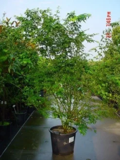 Japanse Esdoorn (Acer Palmatum) -Planten Verkoopwinkel 20070701212919 11 1