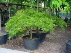 Japanse Esdoorn (Acer Palmatum 'Dissectum') -Planten Verkoopwinkel 20070701221729 11 1