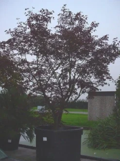 Japanse Esdoorn (Acer Palmatum 'Bloodgood') -Planten Verkoopwinkel 20070701222051 12 1