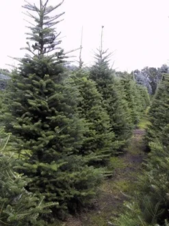 Koreaanse Zilverspar (Abies Koreana) -Planten Verkoopwinkel 20070701225427 6