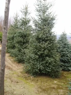 Spaanse Den (Abies Pinsapo 'Glauca') -Planten Verkoopwinkel 20070701230024 6 1