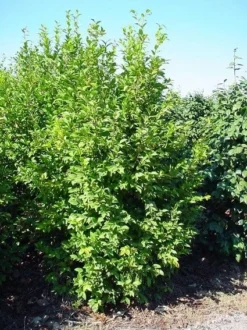 Camelia (Camellia Sasanqua) -Planten Verkoopwinkel 20070711001711 18 9 9 2