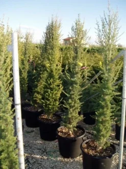 Zuilvormige Ceder (Cedrus Libani 'Fastigiata') -Planten Verkoopwinkel 20070814180447 10 1