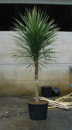Cordyline (Cordyline Australis) -Planten Verkoopwinkel 20070816135339 8