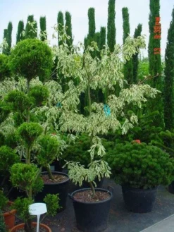 Reuzenkornoelje (Cornus Controversa 'Variegata') -Planten Verkoopwinkel 20070903144245 7