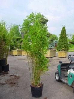 Niet Woekerende Bamboe (Fargesia 'Great Wall') -Planten Verkoopwinkel 20070905151255 7