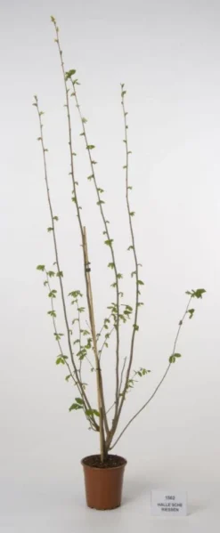 Hazelaar/Hazelnoot (Corylus Avellana 'Webb's Prize Cob') -Planten Verkoopwinkel 20080417161730 1