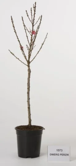 Mini Perzik (Prunus Persica (mini))