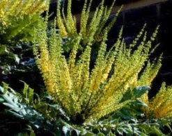 Mahoniestruik (Mahonia Media 'Charity') -Planten Verkoopwinkel 20080709102617 3