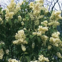Sering (Syringa Vulgaris 'Primrose')
