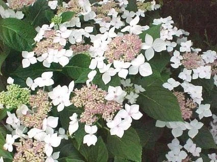 Hortensia (Hydrangea Macrophylla 'Lanarth White') 1 Hortensia (Hydrangea Macrophylla 'Lanarth White')
