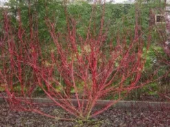 Rode Kornoelje (Cornus Sanguinea) -Planten Verkoopwinkel 20081029090707 5