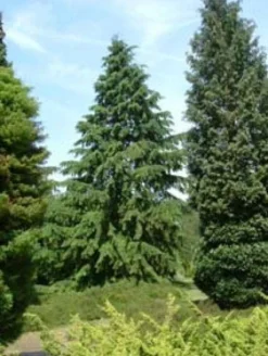 Westelijke Hemlockspar (Tsuga Heterophylla) -Planten Verkoopwinkel 20081113145518 5 1