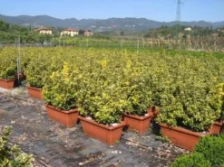 Kardinaalshoed Als Meeneemhaag (Euonymus Japonicus 'Aureus) -Planten Verkoopwinkel 20090322111357 2