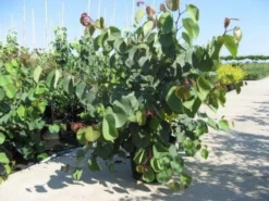 Chinese Judasboom (Cercis Chinensis 'Avondale') -Planten Verkoopwinkel 20091127153204 5 1