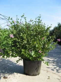 Dwerg Sering (Syringa Meyeri 'Palibin') -Planten Verkoopwinkel 20091130090327 6