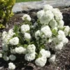 Sneeuwbal (Viburnum 'Eskimo')