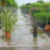 Nieuw Zeelands Vlas (Phormium Tenax)