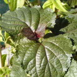 Pindakaasboom (Clerodendrum Bungei) -Planten Verkoopwinkel 20100224142854 2
