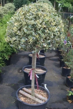 Hulst Op Stam (Ilex 'Argentea Marginata') -Planten Verkoopwinkel 20100712171848 1