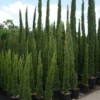 Italiaanse Cipres (Cupressus Sempervirens 'Totem')