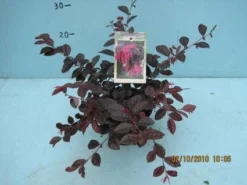 Loropetalum (Loropetalum 'Fire Dance') -Planten Verkoopwinkel 20101207125111 3