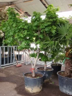 Japanse Esdoorn (Acer Japonicum 'Vitifolium') -Planten Verkoopwinkel 20101207145443 7