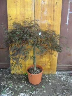 Japanse Esdoorn (Acer Palmatum 'Ornatum') -Planten Verkoopwinkel 20101207164407 11