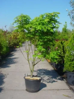 Japanse Esdoorn (Acer Palmatum 'Osakazuki') -Planten Verkoopwinkel 20101207164946 9