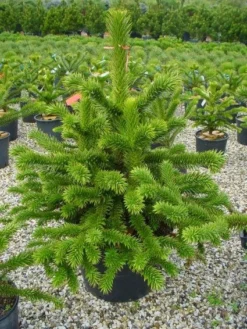 Apeboom (Araucaria Araucana) -Planten Verkoopwinkel 20101209111447 17