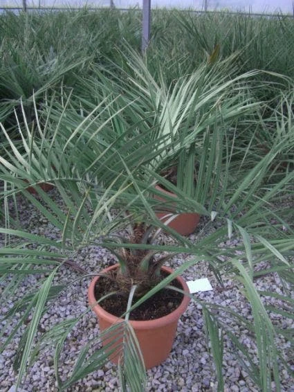 Geleipalm (Butia Capitata) 3 Geleipalm (Butia Capitata) - Afbeelding 3