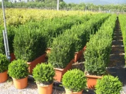 Buxus Meeneemhaag (Buxus Microphylla 'Faulkner')