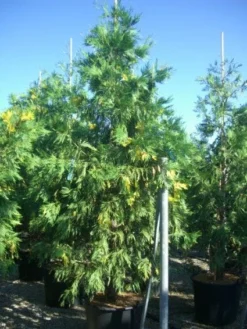 Bonte Libocedrus (Calocedrus Decurrens 'Aureovariegata')